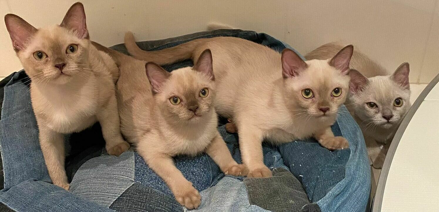 Rangpurat Выставка «Уши, лапы, хвост» Best kitten Rangpurat Lucas