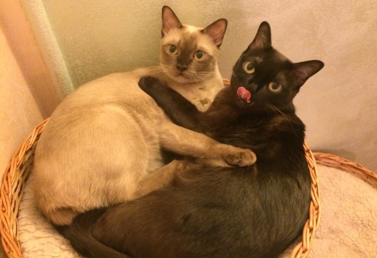 Rangpurcat Бурма. Кошачья психология