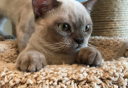 Rangpurcat котята американская бурма Rangpurcat