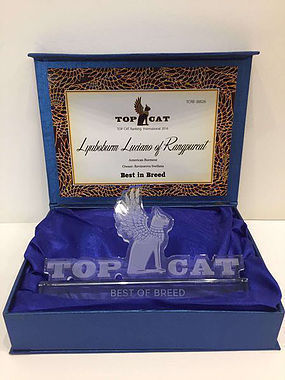 Rangpurcat best of breed burmese