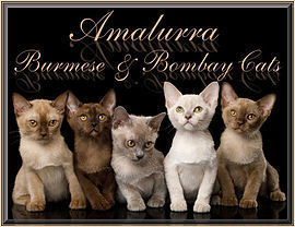 burmese amalurracats