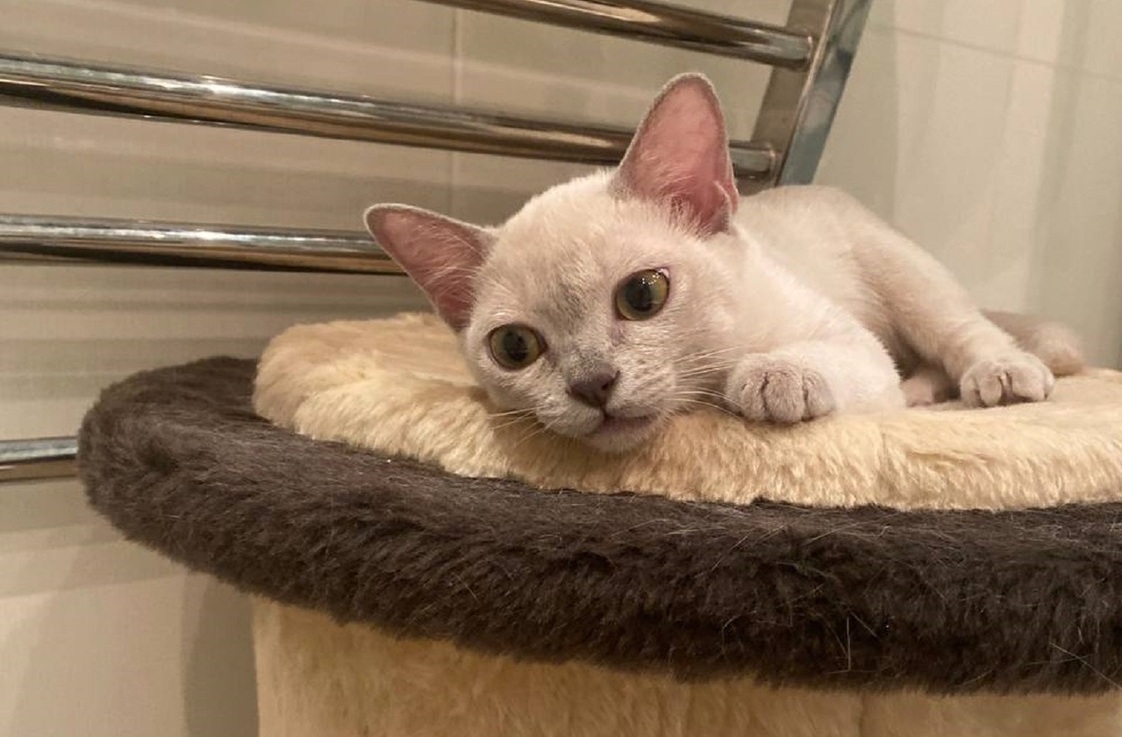 Rangpurcat котята американская бурма Rangpurcat