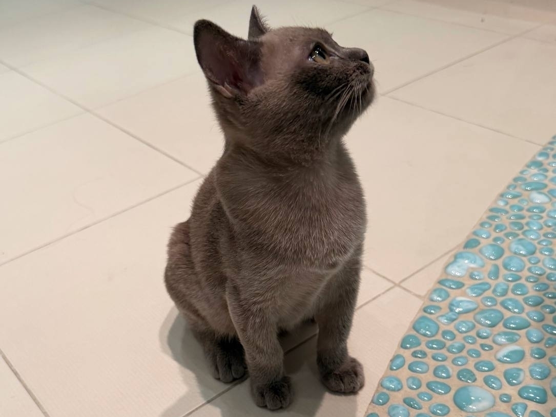 Rangpurcat котята американская бурма Rangpurcat